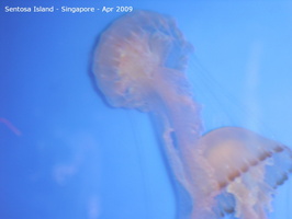 20090422 Singapore-Sentosa Island  21 of 38 